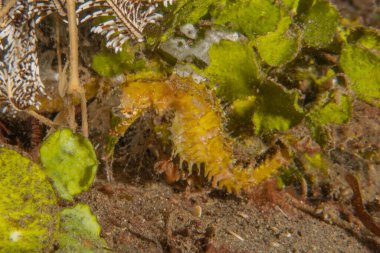 Filipinler Denizi 'ndeki Deniz Atı