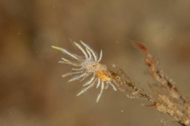 Filipinler Denizi 'nde uzun bacaklı deniz örümceği yengeci