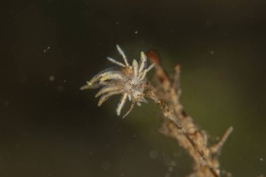 Filipinler Denizi 'nde uzun bacaklı deniz örümceği yengeci