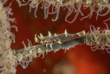 Filipinler, Dauin 'de Denizde Çıplaklar Denizi sümüklüböceği