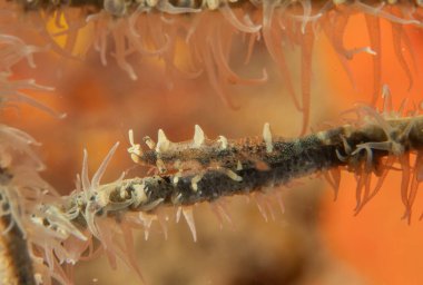 Filipinler, Dauin 'de Denizde Çıplaklar Denizi sümüklüböceği