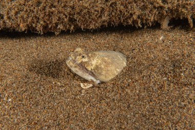 Filipinler Denizi 'nde balıklar yüzer.