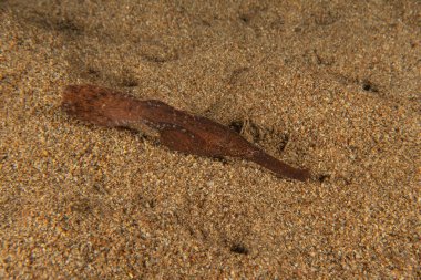 Filipinler Denizi 'nde karides