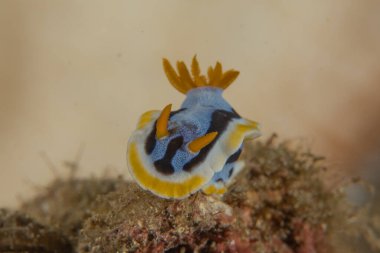 Filipinler, Dauin 'de Denizde Çıplaklar Denizi sümüklüböceği