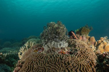 Filipinler Denizi 'ndeki mercan resifi ve su bitkileri
