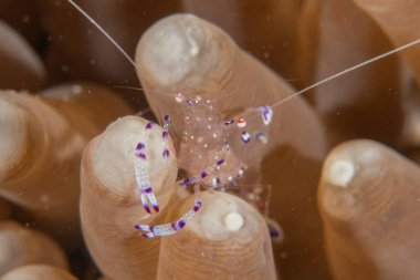 Filipinler Denizi 'nde uzun bacaklı deniz örümceği yengeci