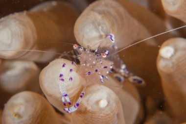 Filipinler Denizi 'nde uzun bacaklı deniz örümceği yengeci