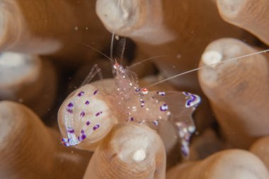 Filipinler Denizi 'nde uzun bacaklı deniz örümceği yengeci