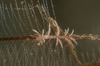 Filipinler Denizi 'ndeki mercan resifi ve su bitkileri