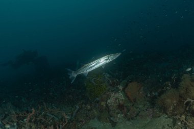 Filipinler Denizi 'nde balıklar yüzer.