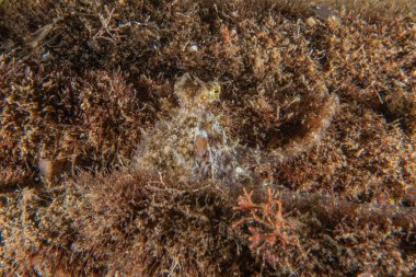 Filipinler Denizi 'ndeki Yengeç