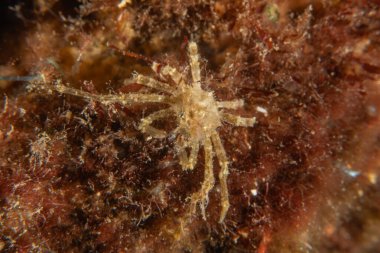 Filipinler Denizi 'nde uzun bacaklı deniz örümceği yengeci