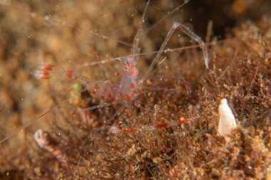 Filipinler Denizi 'nde uzun bacaklı deniz örümceği yengeci