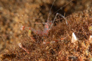 Filipinler Denizi 'nde uzun bacaklı deniz örümceği yengeci