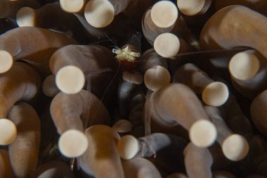 Filipinler Denizi 'nde uzun bacaklı deniz örümceği yengeci