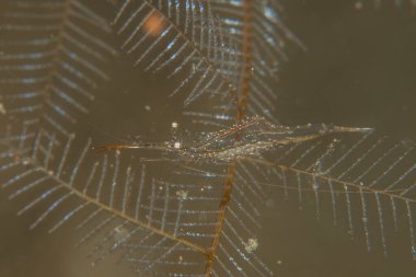 Filipinler Denizi 'nde uzun bacaklı deniz örümceği yengeci