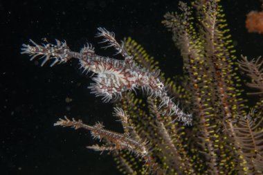 Filipinler, Dauin 'de hayalet balıklar denizde yüzer.