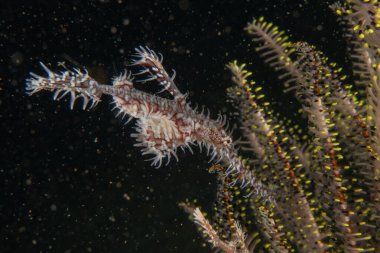 Filipinler, Dauin 'de hayalet balıklar denizde yüzer.