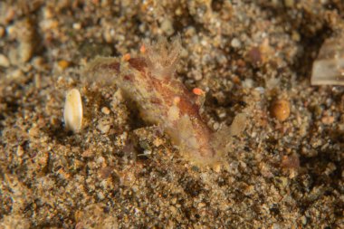 Filipinler, Dauin 'de Denizde Çıplaklar Denizi sümüklüböceği