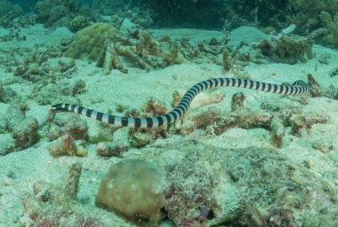 Filipinler Denizi 'nde sarı dudaklı Krait Laticauda colubrina