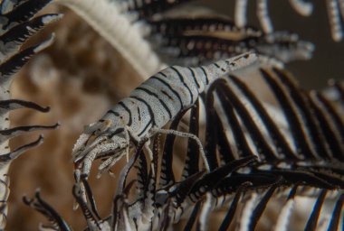 Filipinler, Bohol Denizi 'nde İmparator Karidesi