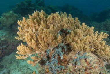Filipinler, Apo Adası 'ndaki Deniz' de mercan resifi ve su bitkileri