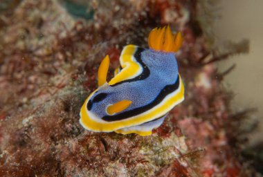 Filipinler, Anilao 'da Denizde Çıplaklar Denizi sümüklüböceği