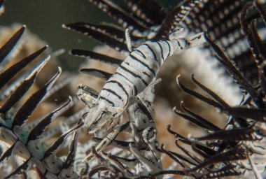 Filipinler, Bohol Denizi 'nde İmparator Karidesi