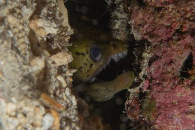 Moray eel Mooray lycodontis undulatus, Filipinler Denizi 'nde
