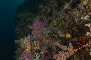 Filipinler Denizi 'ndeki mercan resifi ve su bitkileri