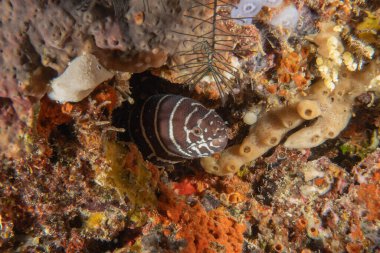 Moray eel Mooray lycodontis undulatus, Filipinler Denizi 'nde
