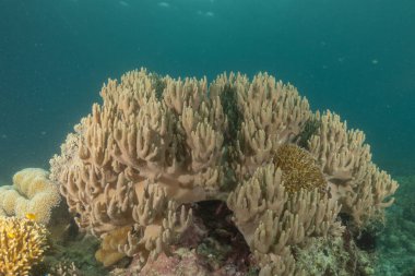 Filipinler Denizi 'ndeki mercan resifi ve su bitkileri