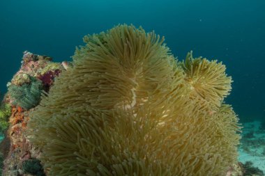 Filipinler Denizi 'ndeki mercan resifi ve su bitkileri