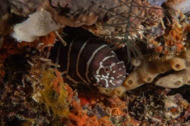 Moray eel Mooray lycodontis undulatus, Filipinler Denizi 'nde