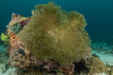 Filipinler Denizi 'ndeki mercan resifi ve su bitkileri