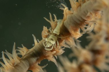 Filipinler, Bohol Denizi 'nde İmparator Karidesi