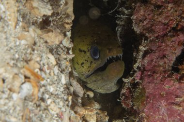 Moray eel Mooray lycodontis undulatus, Filipinler Denizi 'nde