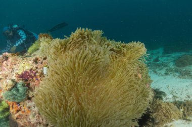 Filipinler Denizi 'ndeki mercan resifi ve su bitkileri