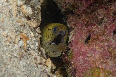 Moray eel Mooray lycodontis undulatus, Filipinler Denizi 'nde