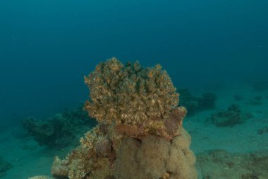 Kızıldeniz 'deki mercan resifi ve su bitkileri, Eilat, İsrail