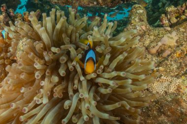 Kızıl Deniz 'de palyaço balığı balığı, renkli ve güzel, Eilat, İsrail