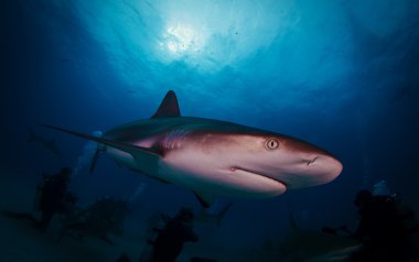 Karayip resif köpekbalığı