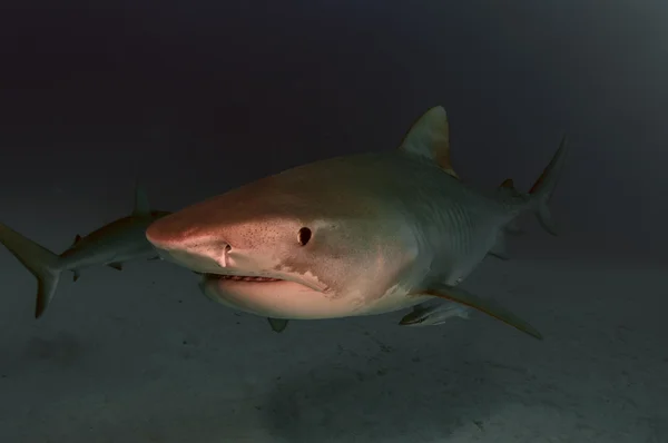 A Tiger Shark — Stock Photo, Image