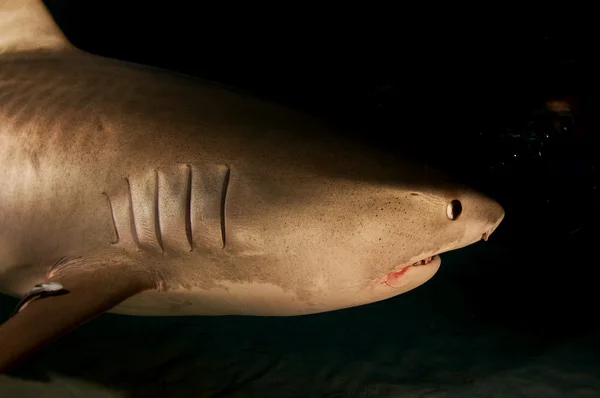 A Tiger Shark — Stock Photo, Image