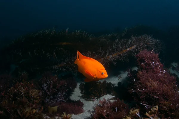 Garibaldi sobre un arrecife —  Fotos de Stock