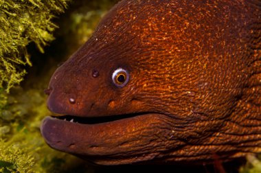 Bir Kaliforniya Yılanbalığının Kapanışı