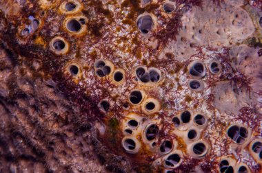 Canlı bir süngeri kapat.