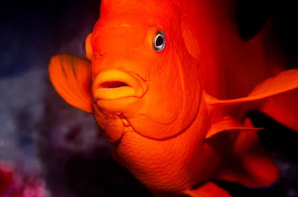 Detailní Záběr Garibaldiho — Stock fotografie