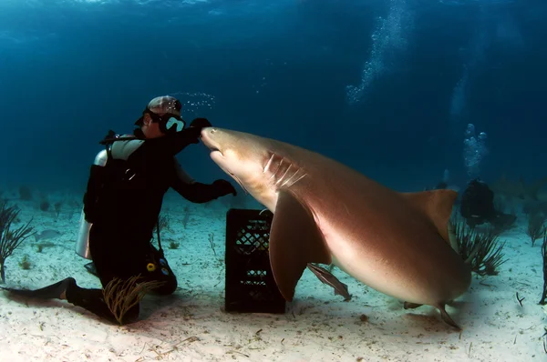 Lemon Shark och Diver — Stockfoto