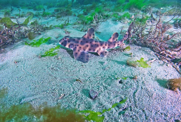 Horn Shark — Stock Photo, Image